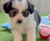 Aussiechon Puppies For Sale Pilesgrove Pups